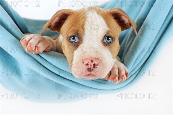 American Staffordshire Terrier