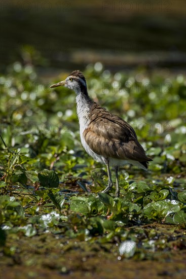 Wattled jacana