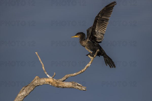 Olivaceous cormorant