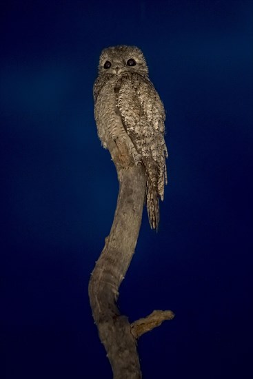 Great potoo