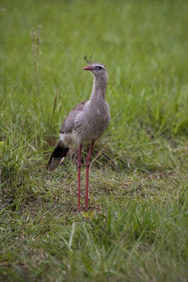 Red-legged seriema