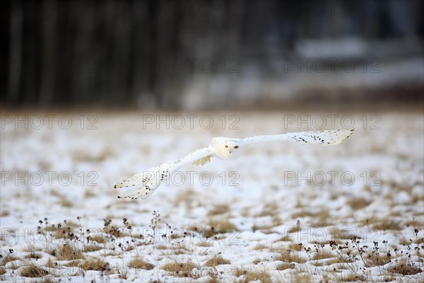 Snowy Owl