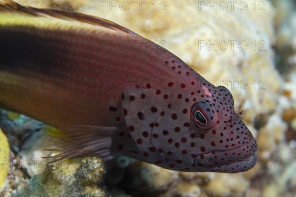 Black-sided hawkfish