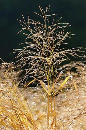 Switchgrass