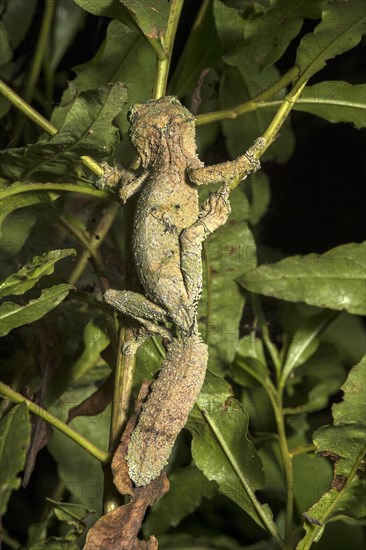 Satanic Leaf Tailed Gecko