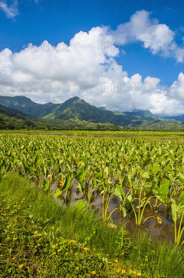 Taro fields near Hanalei on the island of Kauai