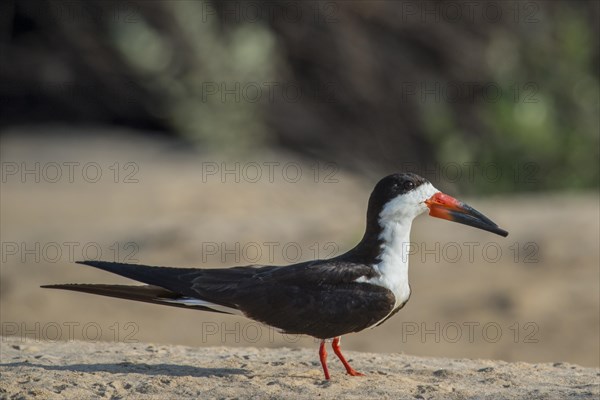 Black Skimmer