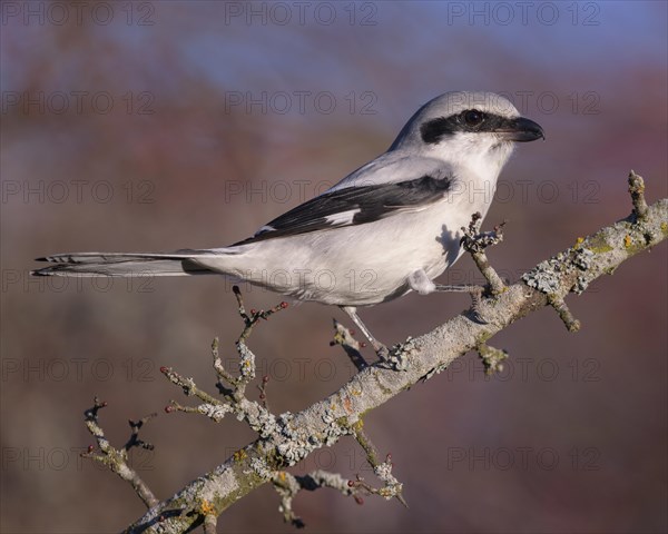 Great Grey Shrike