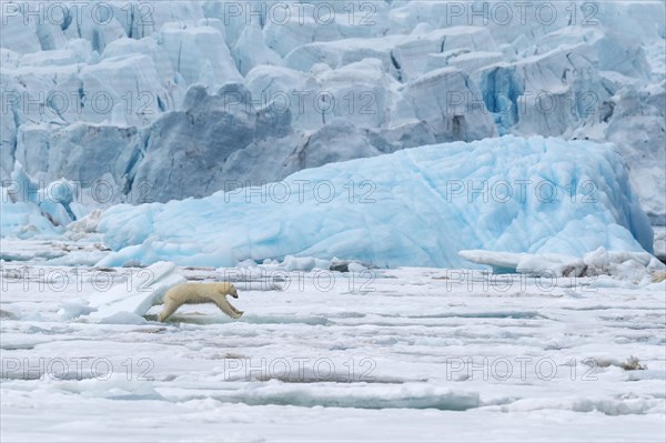 Female polar bear