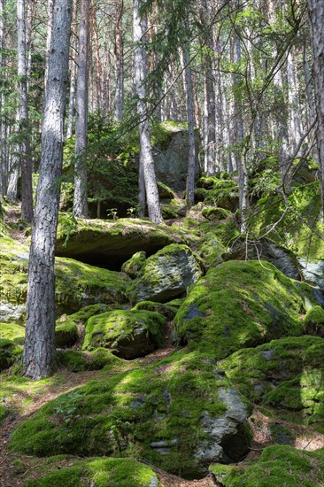 Moss-covered rocks in forest