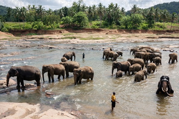 Asian or Asiatic elephants