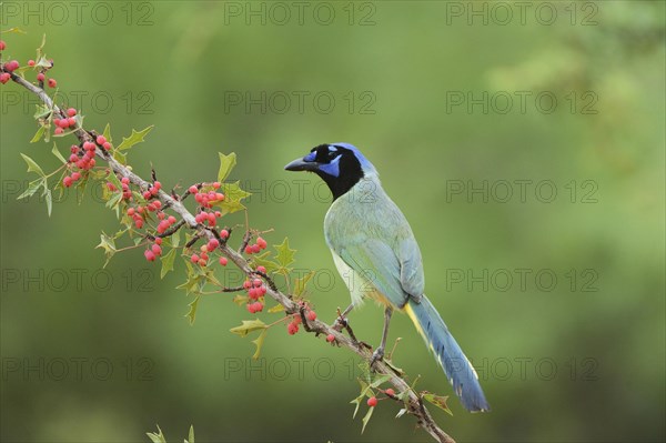 Green Jay