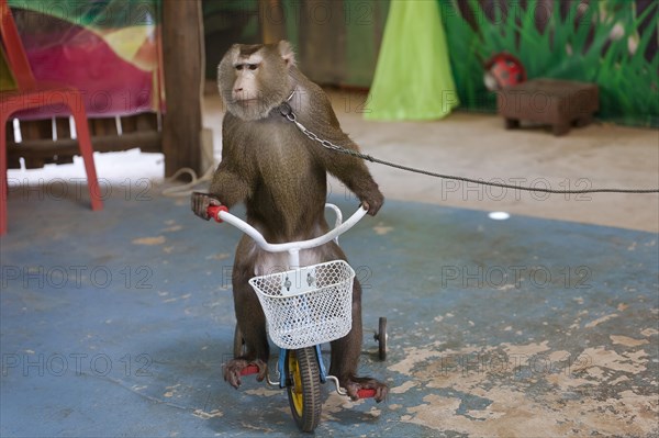 Northern pig-tailed macaque