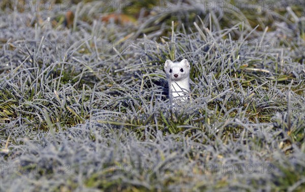 Ermine