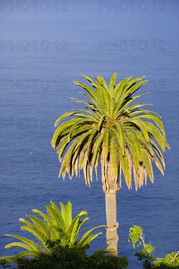 Canary Island date palm