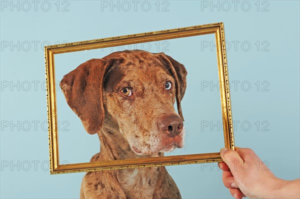 Catahoula Leopard Dog