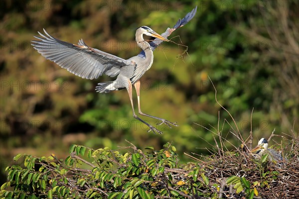 Great blue heron