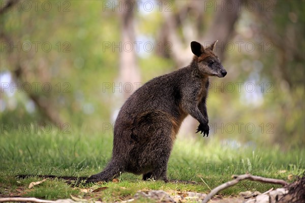 Swamp Wallaby