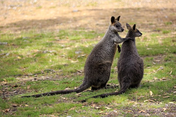 Marsh Wallabies