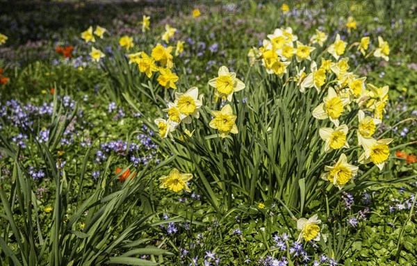 Wild daffodils