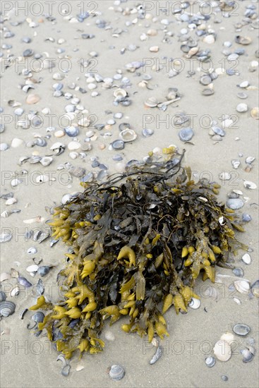 Washed up rockweed