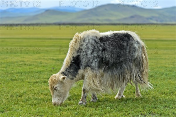 Grazing Yak