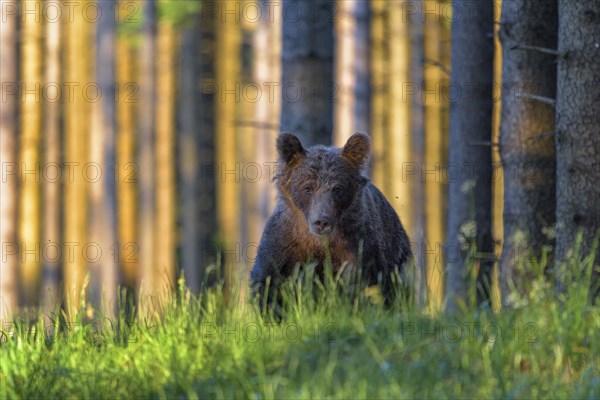 Brown bear