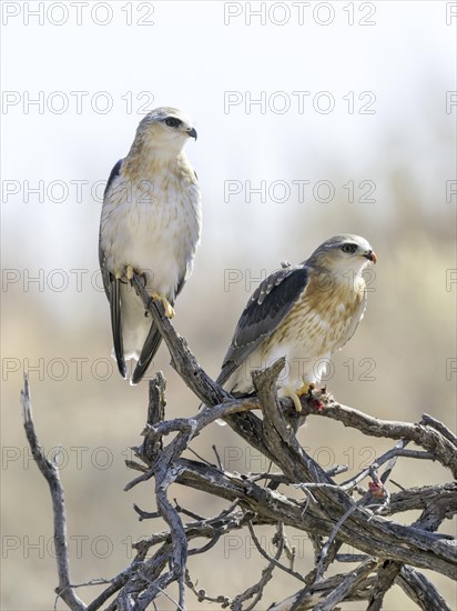 Lanner falcon