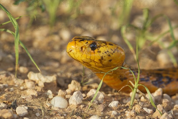 Cape Cobra