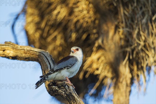 African Pygmy Falcon