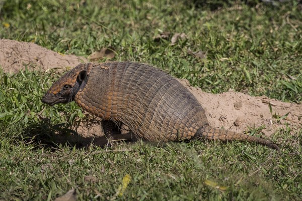 Big hairy armadillo