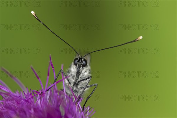 Black-veined white