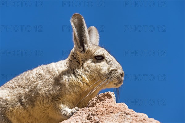 Southern Viscacha