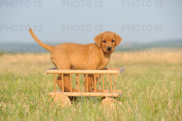 Labrador Retriever