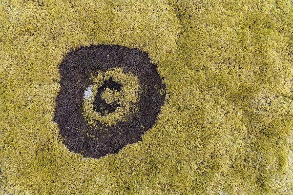 fairy ring in the moss