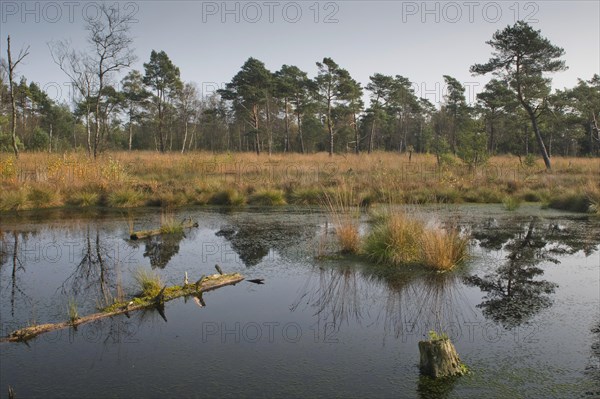 Autumn in the raised bog