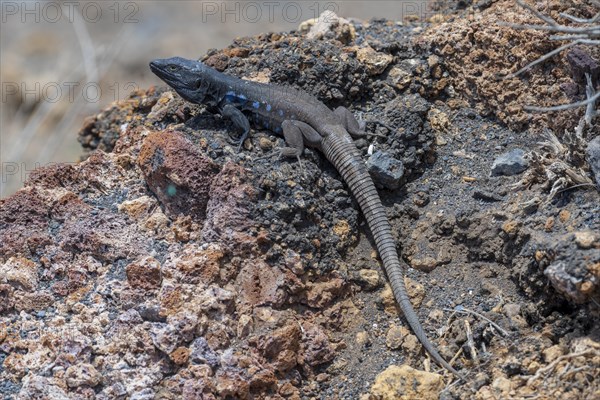 Southern Canary Lizard