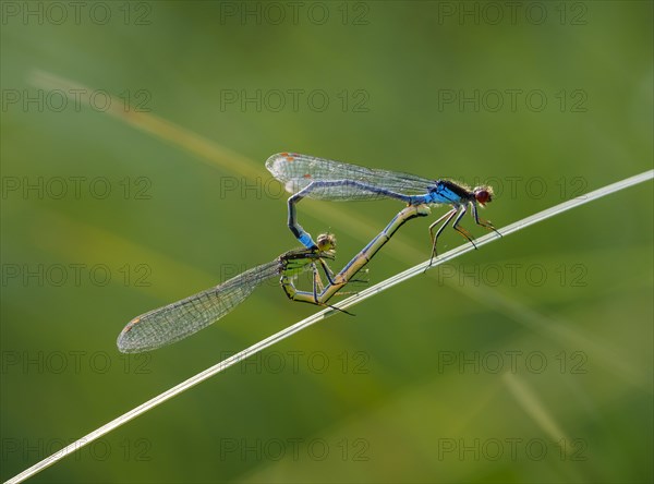 Red-eyed Damselfly