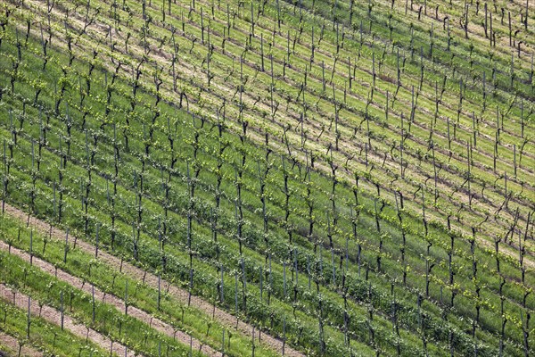 Wine growing
