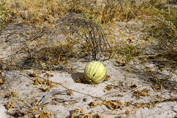 Namib tsamma