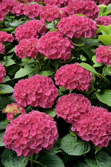 Hydrangea