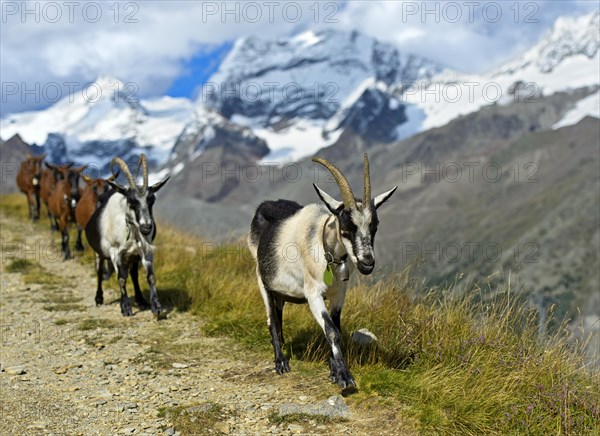 Herd of goats walking from mountain pasture to valley