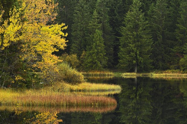 Trees reflected in lake