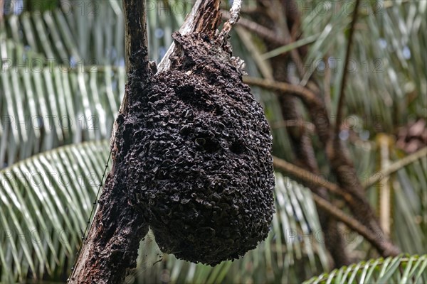 Wasp nest hanging from branch