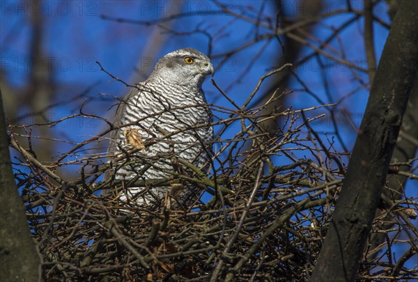 Northern goshawk