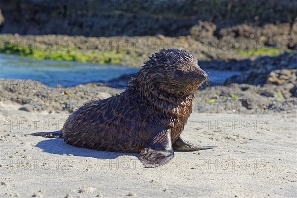 Young New Zealand Fur Seal