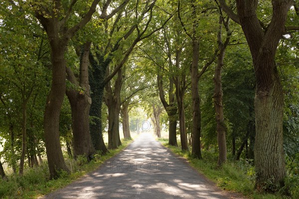 Avenue between Rankwitz and Liepe