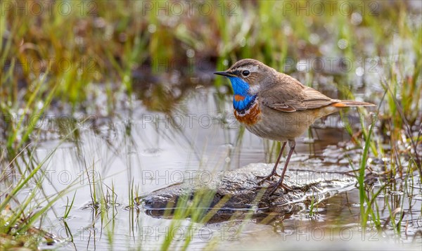 Red-spotted bluethroat