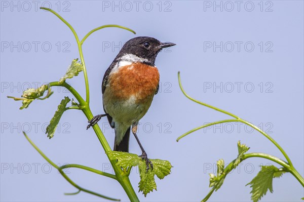 African stonechat