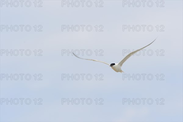 Sandwich Tern